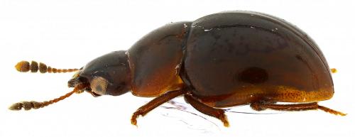 Agathidium nigrinum